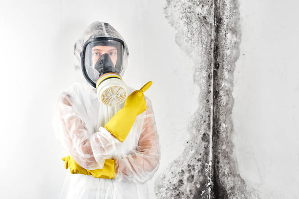 Best Environmental Consulting for Mold Prevention  in Del Aire, CA